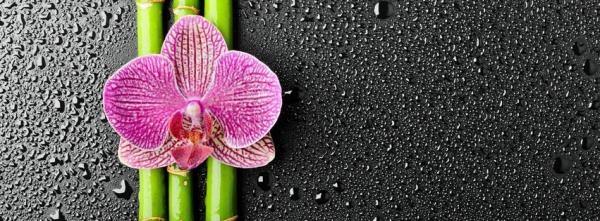 Orchid and Bamboo