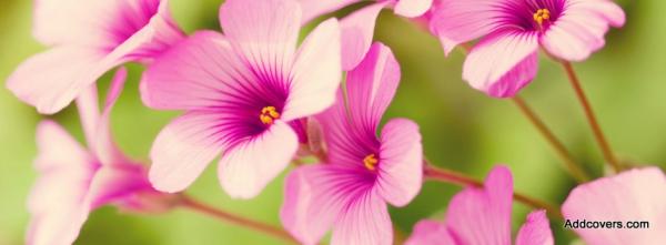 Pink Verbena