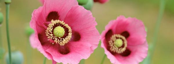 Pink Poppies Flowers