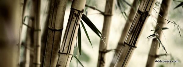 Bamboo Stalks