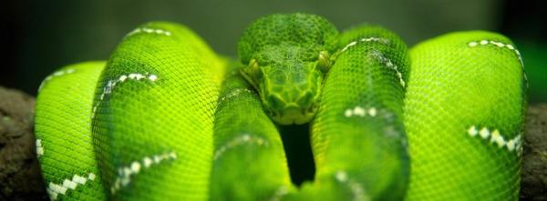 Green Tree Python