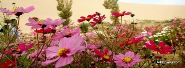 Flower Field