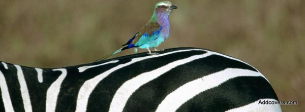 Colourful Bird on Zebra