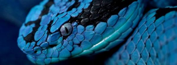 Blue Snake