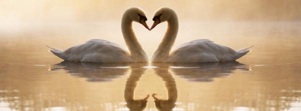 Loving Swans