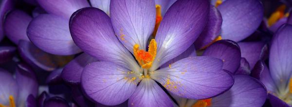 Purple Crocus