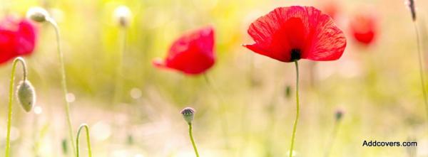 Poppy Flowers