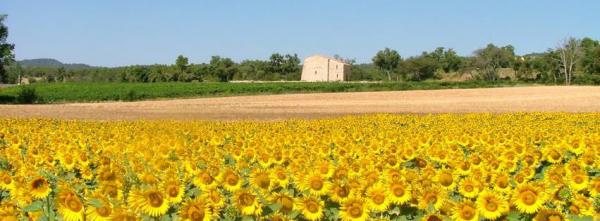 Sunflower Field