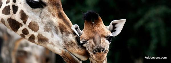 Baby Giraffe & Mama