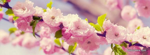 Spring Sakura