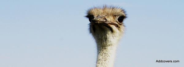 Ostrich