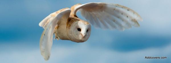 Flying Owl