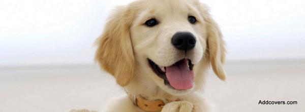 Golden Retriever Puppy