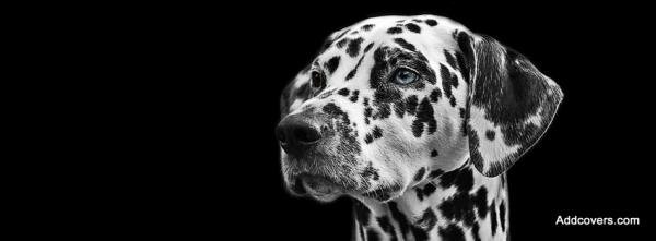 Dalmatian Dog