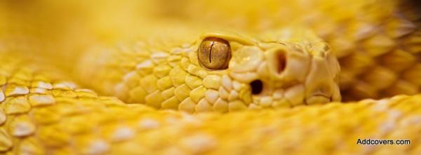 Albino Rattlesnake