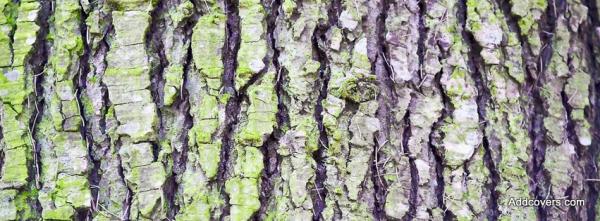 Tree Bark