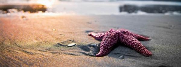 Starfish on Sea Sand