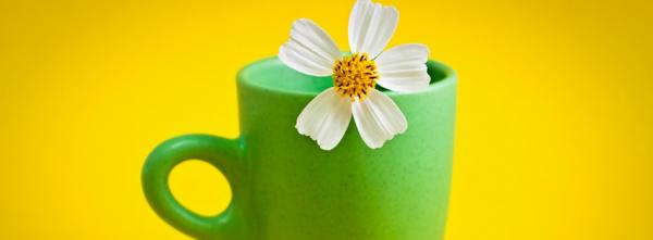 Flower in a Cup