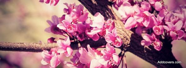 Pink Cherry Blossom