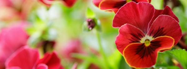 Red Pansy Flowers