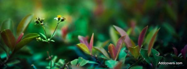 Green Vegetation