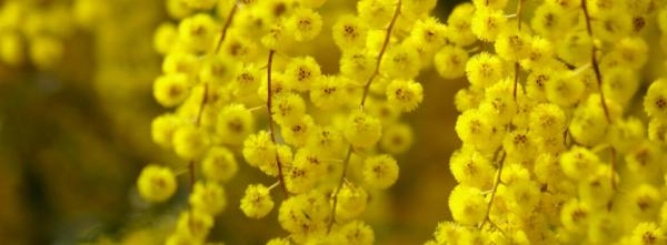 Acacia Blossoms