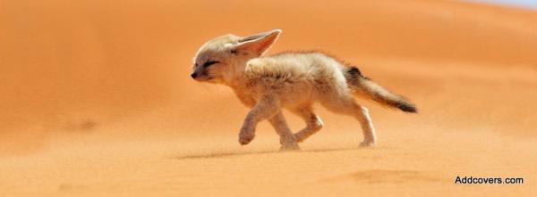 Fennec Fox