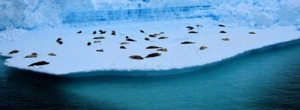 Seals on Ice