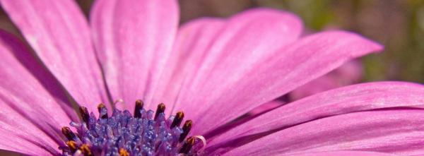 Bright Pink Flower