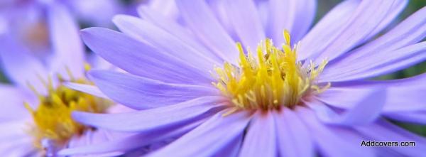 Violet Flowers