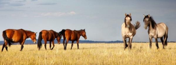 Horses in a Field