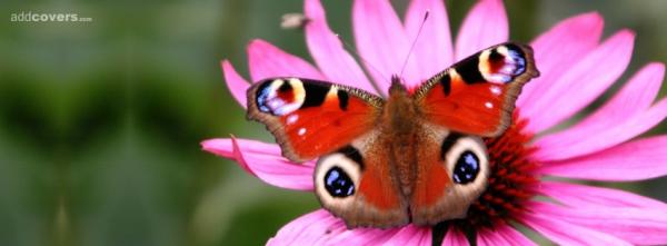 Butterfly and Pink Flower