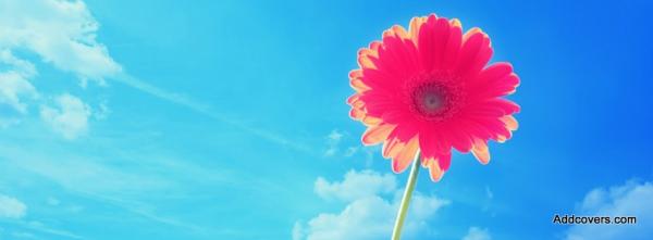 Pink Gerbera