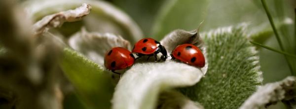 Three Ladybugs