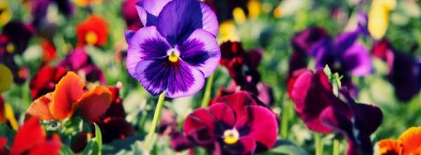 Pansy Flowers