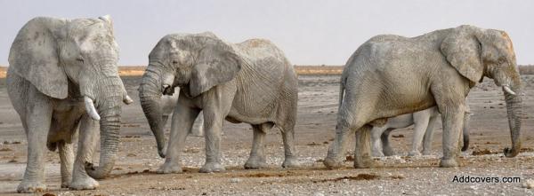 Elephants