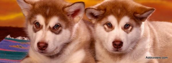 Siberian Husky Puppies