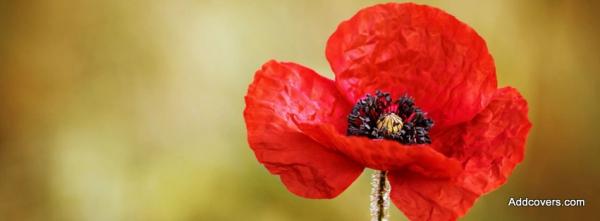 Poppy Flower