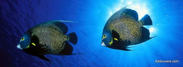 French Angelfish