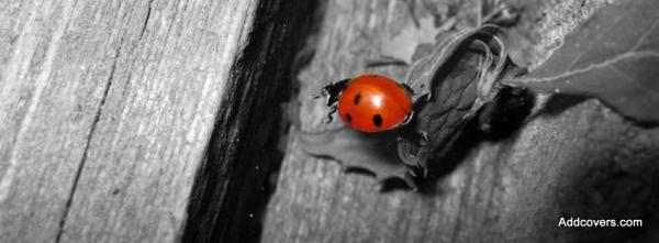 Red Ladybug