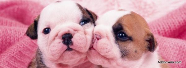 Adorable Puppies