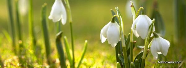 Snowdrop Flowers