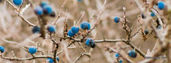 Blueberry Branch