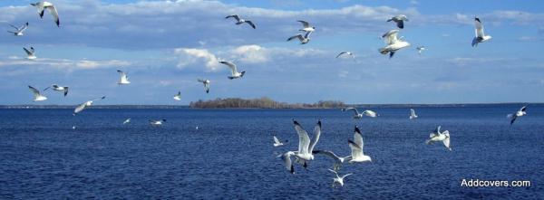 Seagulls