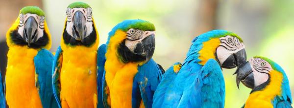 Macaw Parrots