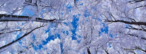 Snowy Treetops