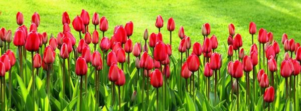 Red Tulips