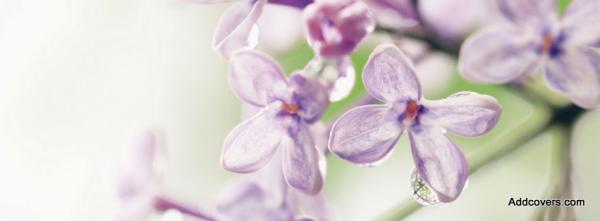 Lilac Flowers