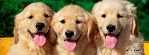 Golden Retriever Puppies