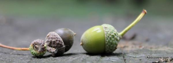 Green Acorns